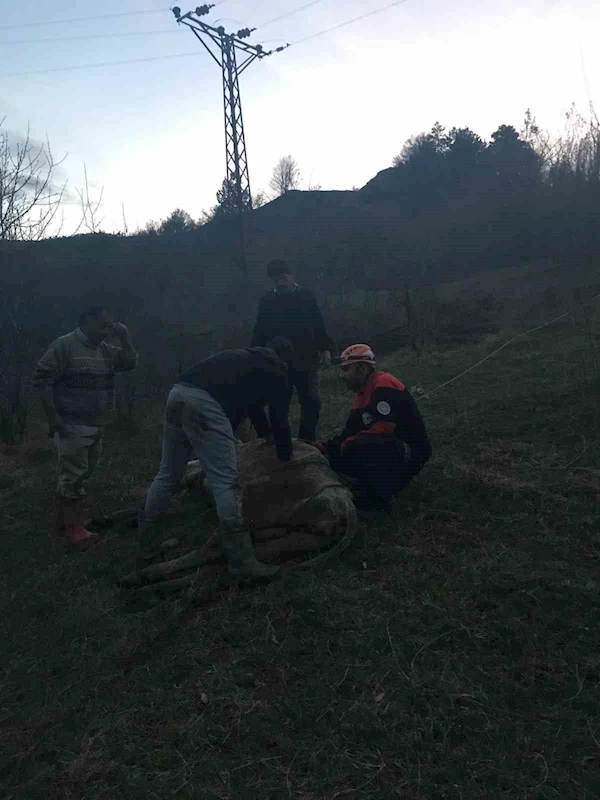 Dere yatağına düşerek mahsur kalan inek kurtarıldı
