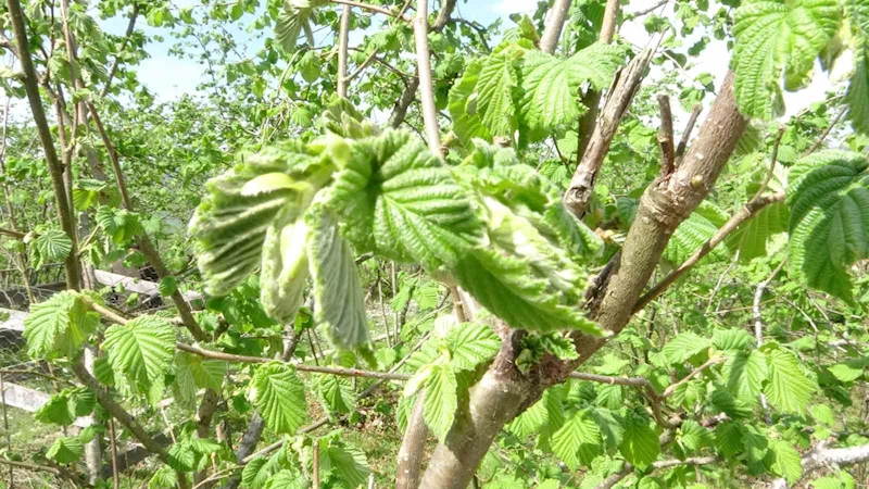 Fındıkta yalancı meyve endişesi
