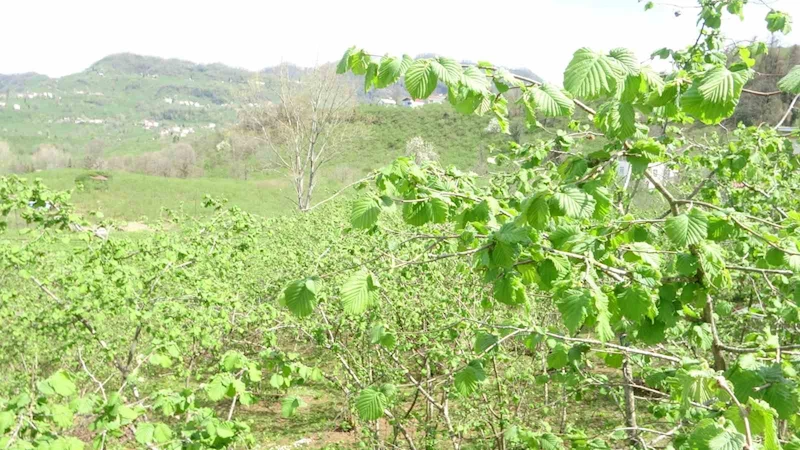 Fındıkta yalancı meyve endişesi
