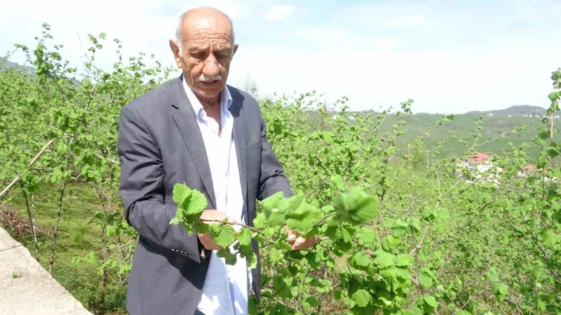 Fındıkta yalancı meyve endişesi
