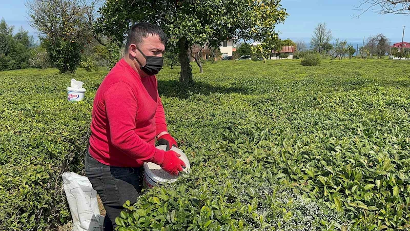 Doğu Karadeniz’de 2024 yılı yaş çay sezonu için hazırlıklar sürüyor
