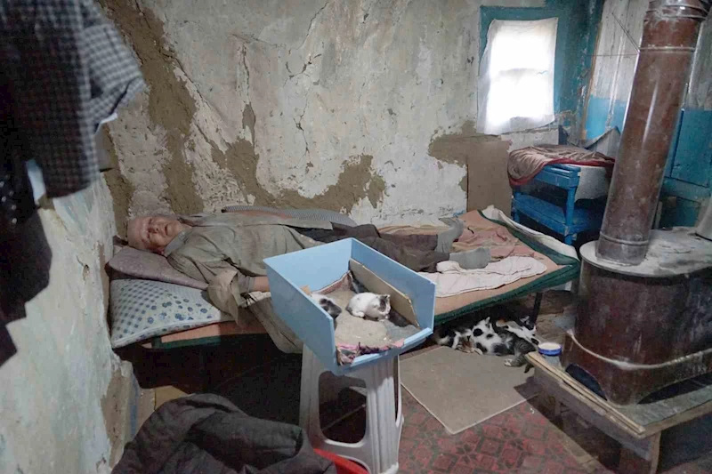 Evinde baygın halde bulundu, beslediği 36 kedisi sahipsiz kaldı
