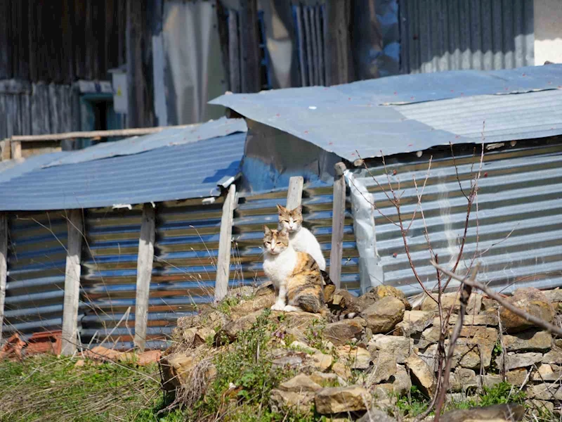 Evinde baygın halde bulundu, beslediği 36 kedisi sahipsiz kaldı

