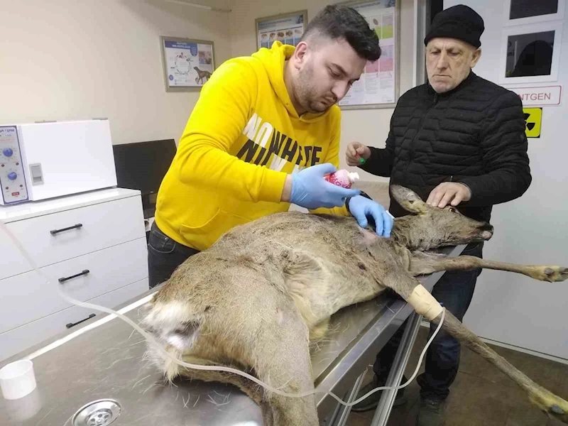 Artvin’de yaralı karaca tedavisinin ardından doğaya bırakıldı
