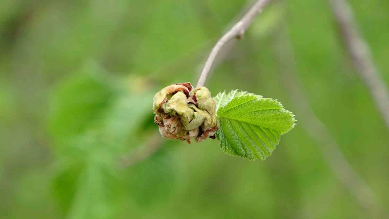 Fındıkta ’külleme ve kozalak akarı’ tehdidi
