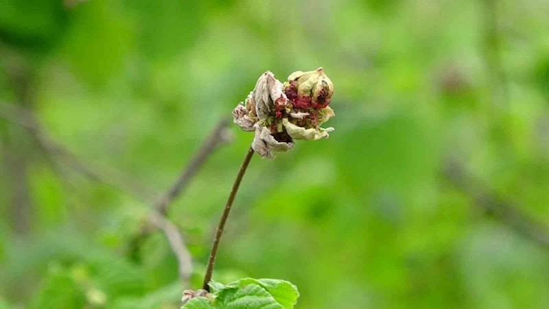 Fındıkta ’külleme ve kozalak akarı’ tehdidi
