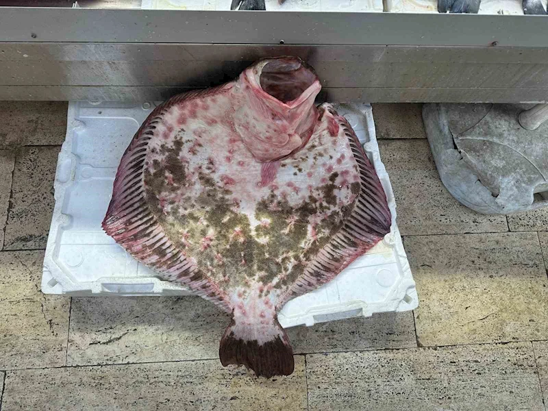 Sinop’ta dev kalkan balığı 11 bin 500 lira
