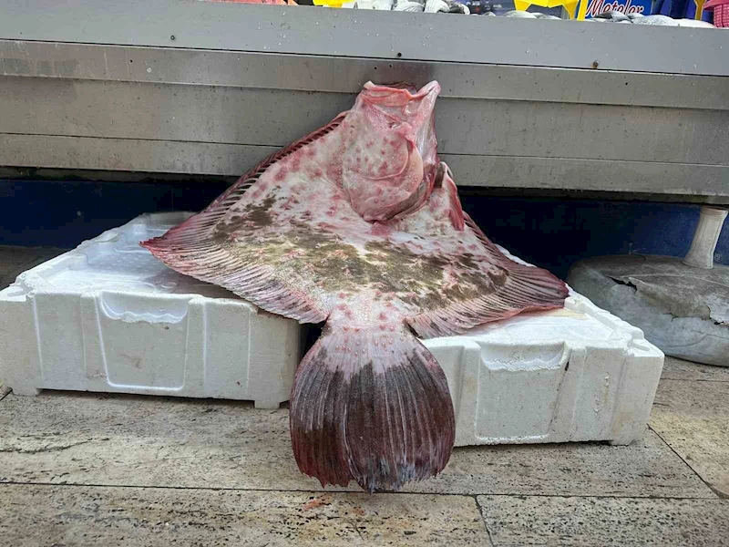 Sinop’ta dev kalkan balığı 11 bin 500 lira
