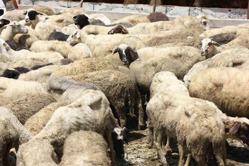 Samsun manda varlığında 1’inci sırada geliyor
