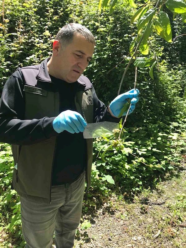 Kastamonu’da ’savaşçı böcekler’ doğaya salındı

