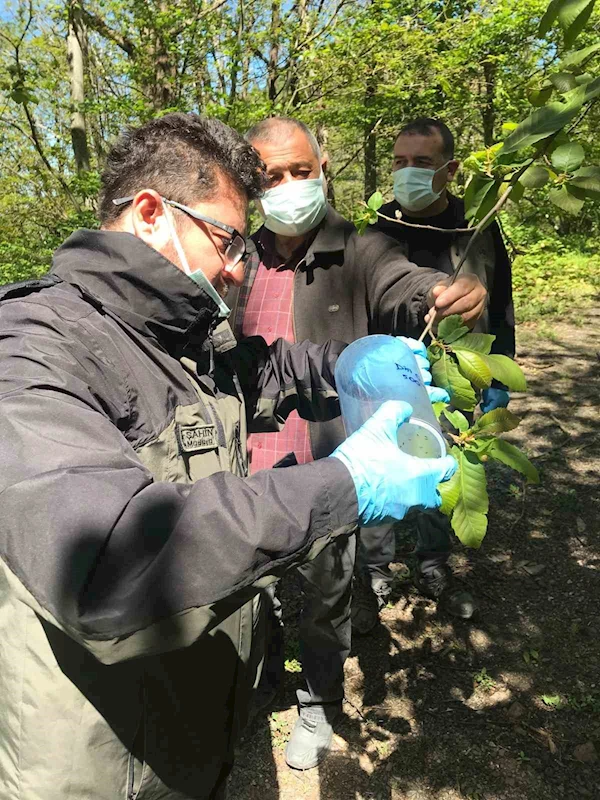 Kastamonu’da ’savaşçı böcekler’ doğaya salındı

