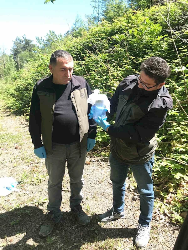 Kastamonu’da ’savaşçı böcekler’ doğaya salındı
