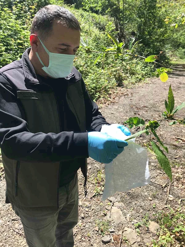 Kastamonu’da ’savaşçı böcekler’ doğaya salındı
