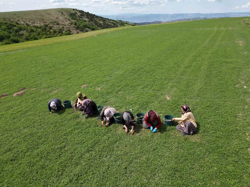 Türkülere konu olan madımağı ticarileştirdi
