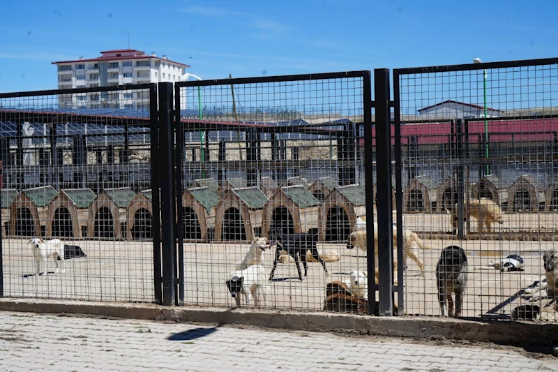 Sokaktaki canlara sadık dostlara barınakta çiçek gibi bakılıyor
