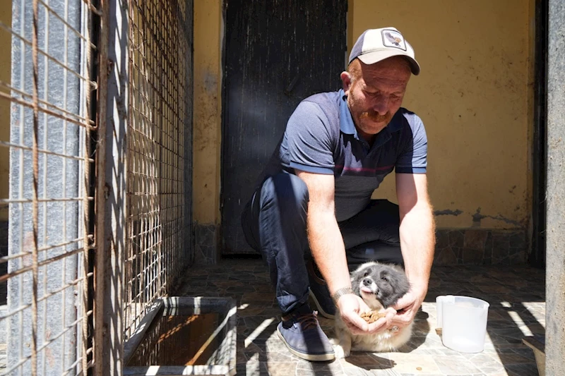 Sokaktaki canlara sadık dostlara barınakta çiçek gibi bakılıyor

