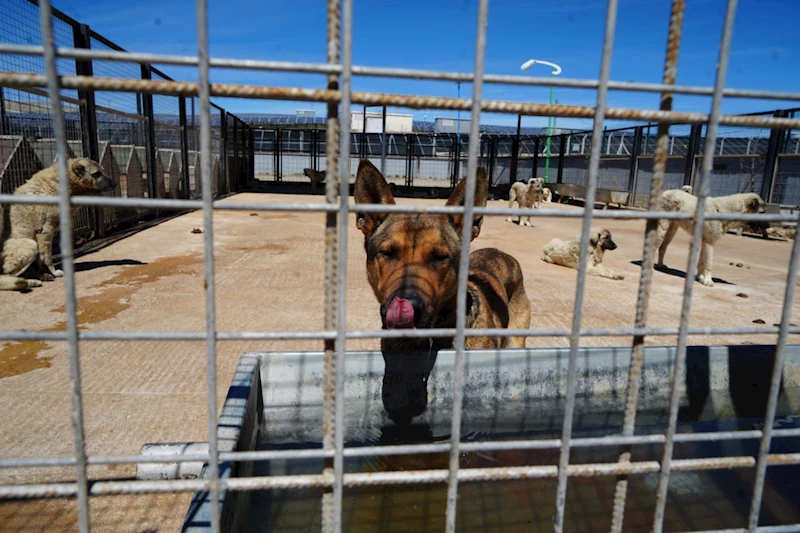 Sokaktaki canlara sadık dostlara barınakta çiçek gibi bakılıyor
