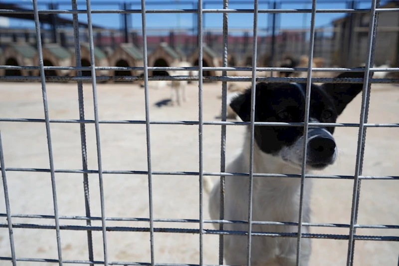 Sokaktaki canlara sadık dostlara barınakta çiçek gibi bakılıyor

