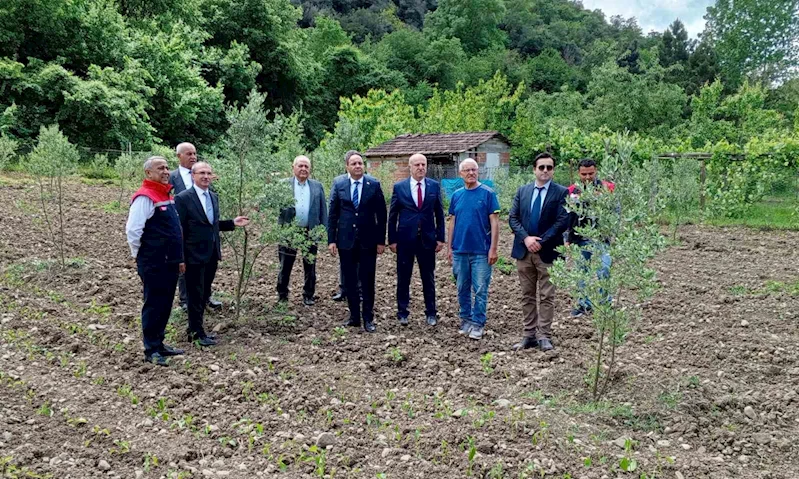 Samsun’da zeytincilik yeniden canlanıyor
