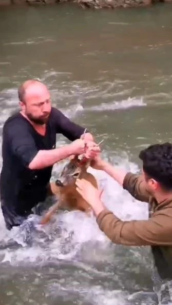 Artvin’de nehre düşen karaca için belediye personeli azgın sulara atladı
