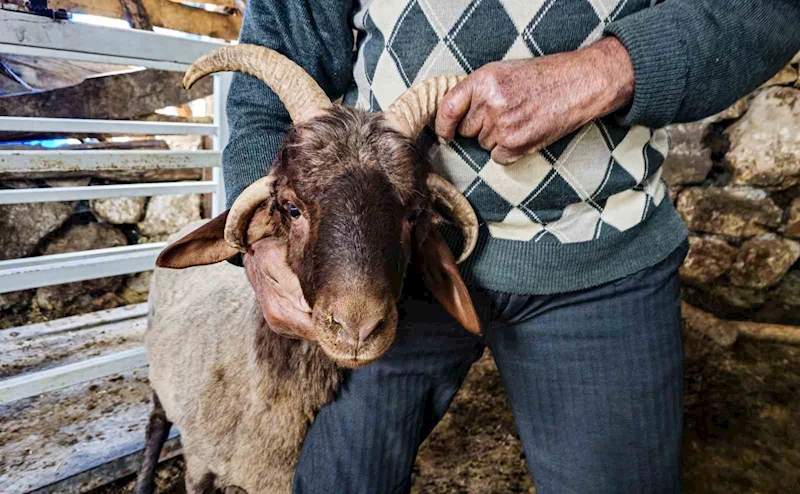 4 boynuzlu koç ahırın lideri oldu
