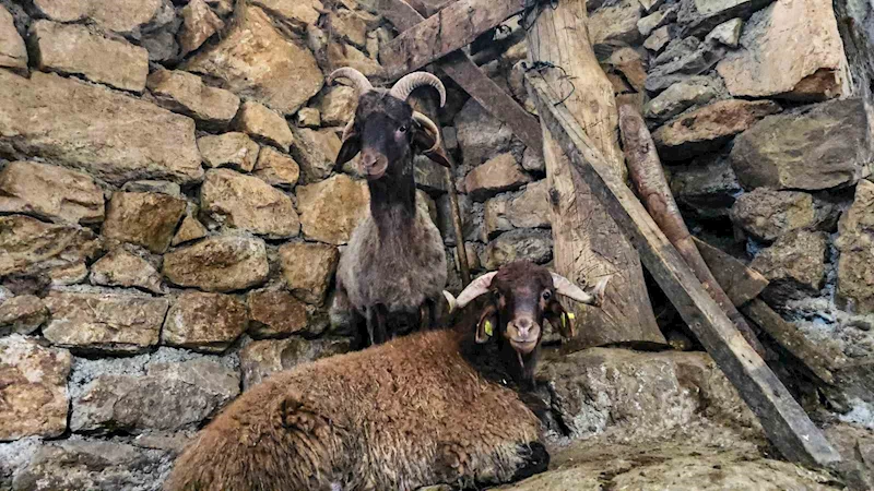 4 boynuzlu koç ahırın lideri oldu
