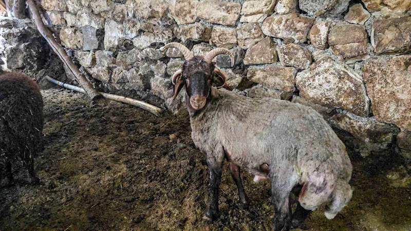 4 boynuzlu koç ahırın lideri oldu
