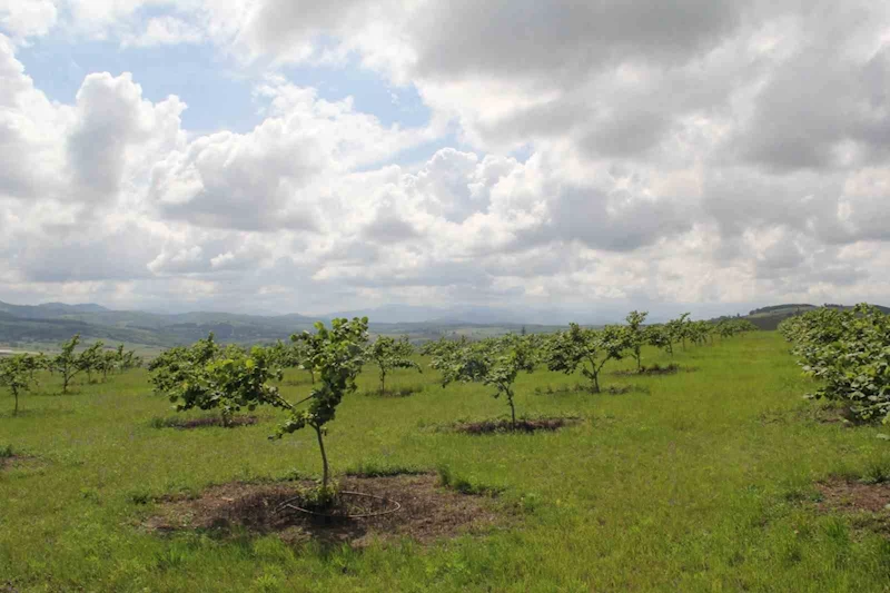 Fındıkta verimi 5 kata kadar arttıracak proje meyvesini veriyor
