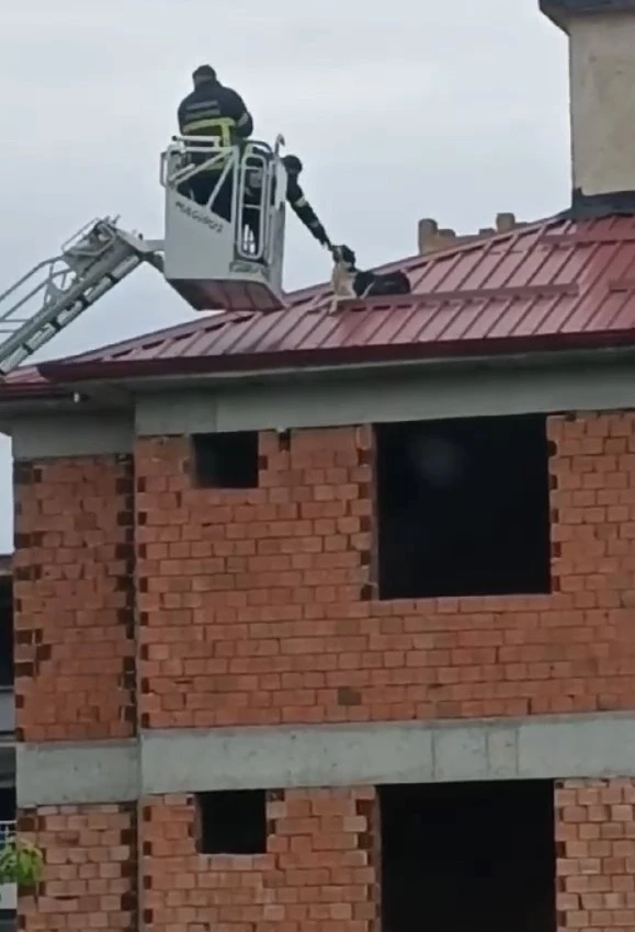 Çatıda mahsur kalan köpek kurtarıldı
