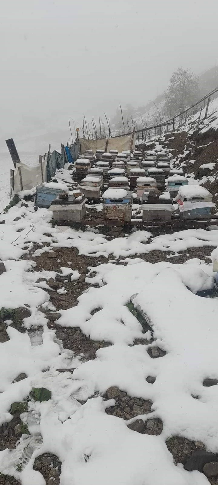 Balı ile ünlü Anzer Yaylası’na çıkan vatandaşların kar şaşkınlığı
