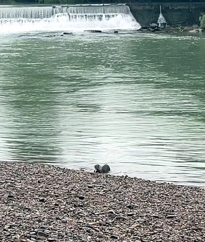 Bir yıl aradan sonra görüntülendi
