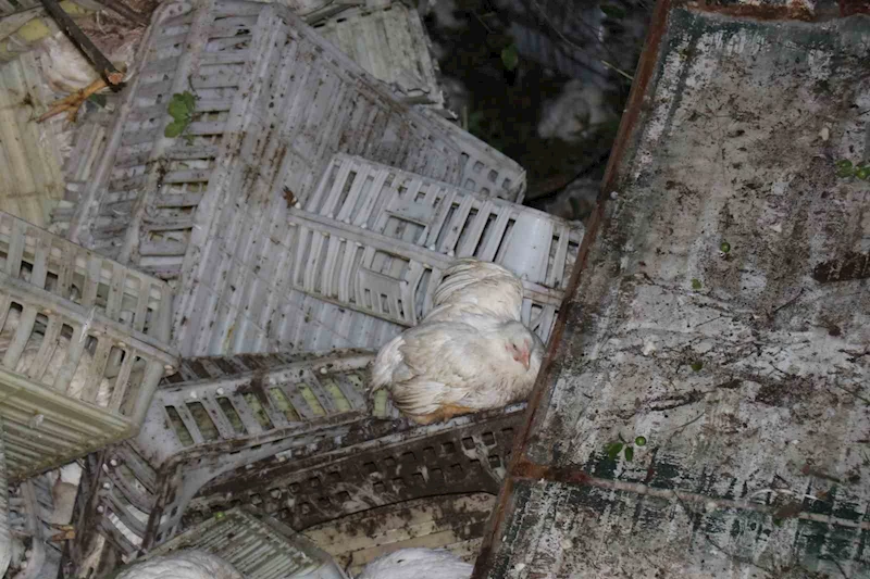 Tavuk yüklü kamyon uçuruma devrildi, yüzlerce tavuk telef oldu: 1 yaralı
