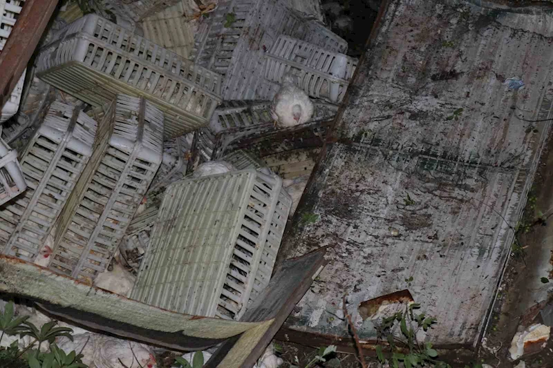 Tavuk yüklü kamyon uçuruma devrildi, yüzlerce tavuk telef oldu: 1 yaralı
