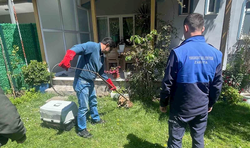 Yakakent’te yaralı çakal kurtarıldı
