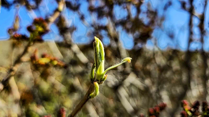 Her yerde kahve olarak tüketilirken, Tokatlılar konservesini yapıyor
