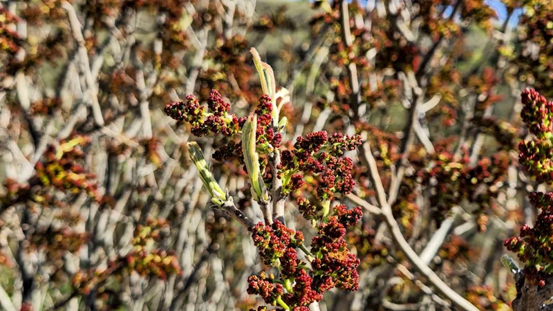 Her yerde kahve olarak tüketilirken, Tokatlılar konservesini yapıyor
