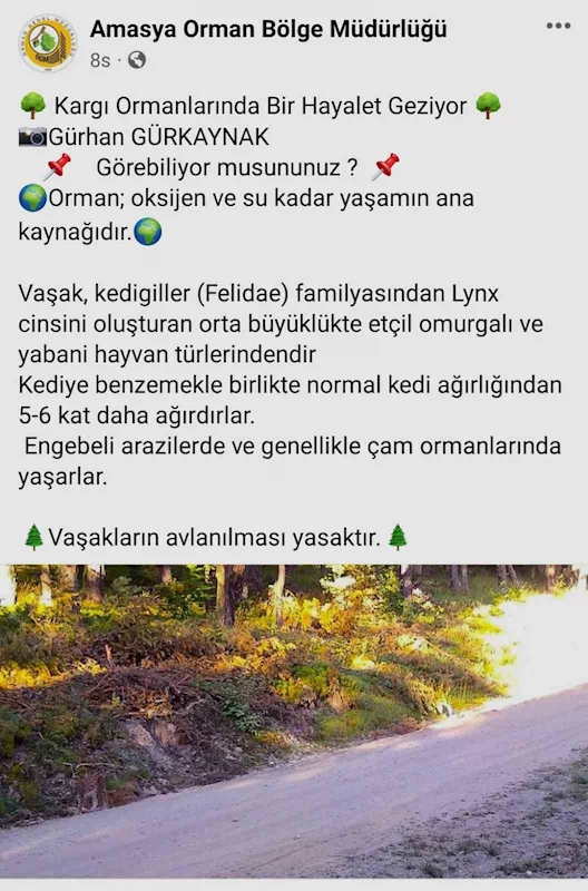 Vaşak kendini böyle kamufle etti, Amasya OBM fotoğrafını ‘Hayalet geziyor. Görebiliyor musunuz?’ notuyla paylaştı
