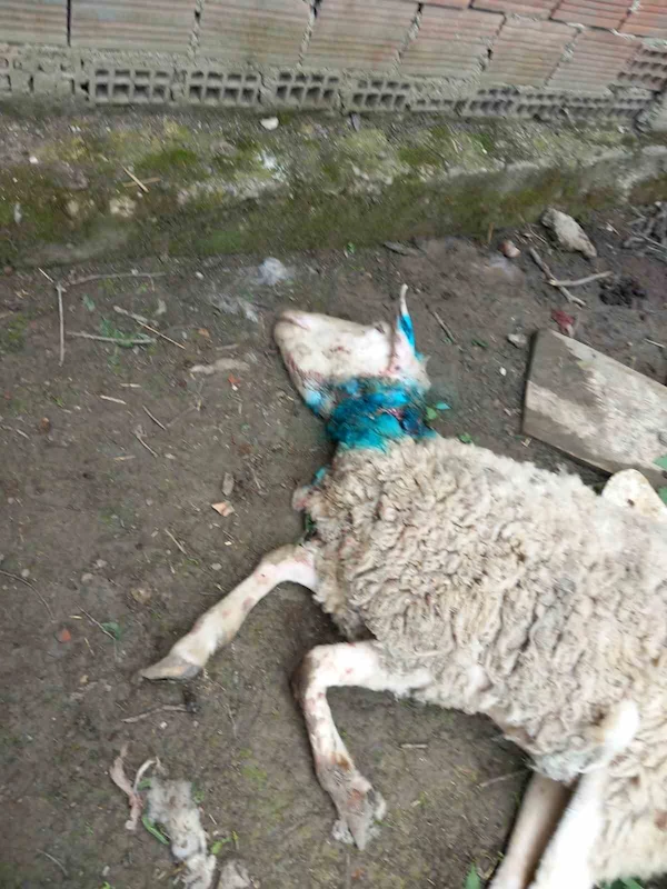 Köye inen kurt 20 koyunu telef etti
