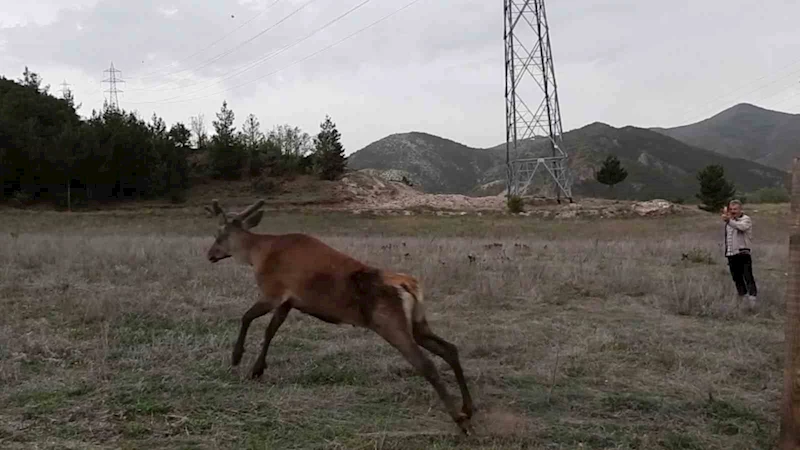 Gümüşhane dağlarına 3 kızıl geyik daha salındı
