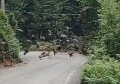 Rize’de doğan sürüsü yola indi, o anlar cep telefonu kamerasına yansıdı
