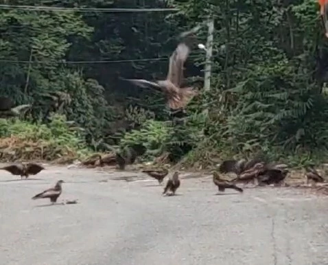 Rize’de doğan sürüsü yola indi, o anlar cep telefonu kamerasına yansıdı
