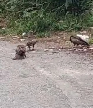 Rize’de doğan sürüsü yola indi, o anlar cep telefonu kamerasına yansıdı
