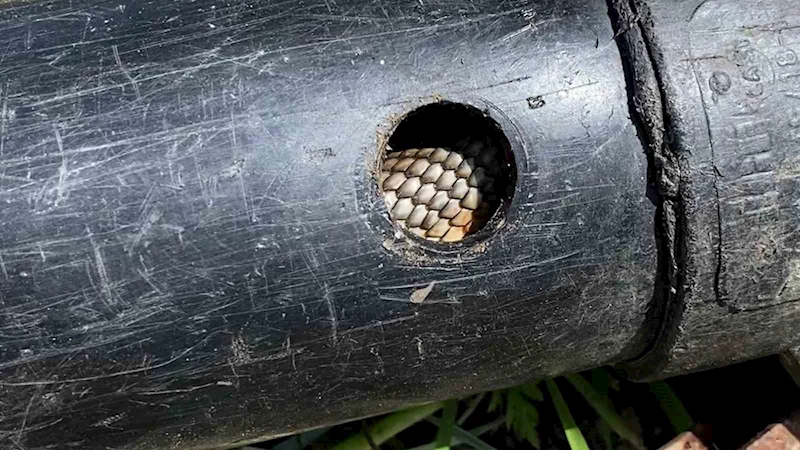 Tokatlı çiftçi boru döşerken gelen sesin kaynağını öğrenince hayrete düştü
