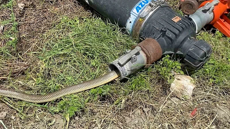 Tokatlı çiftçi boru döşerken gelen sesin kaynağını öğrenince hayrete düştü
