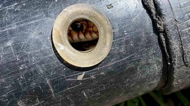 Tokatlı çiftçi boru döşerken gelen sesin kaynağını öğrenince hayrete düştü
