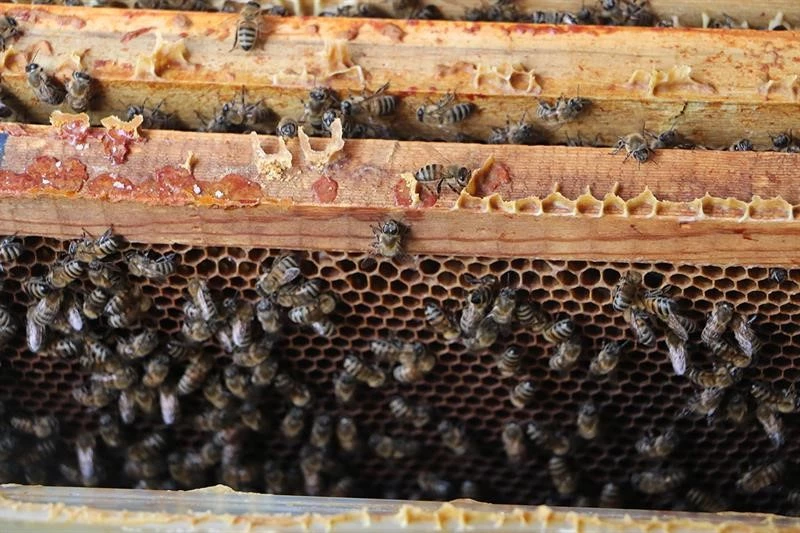 Bu da ’arıcılık okulu’
