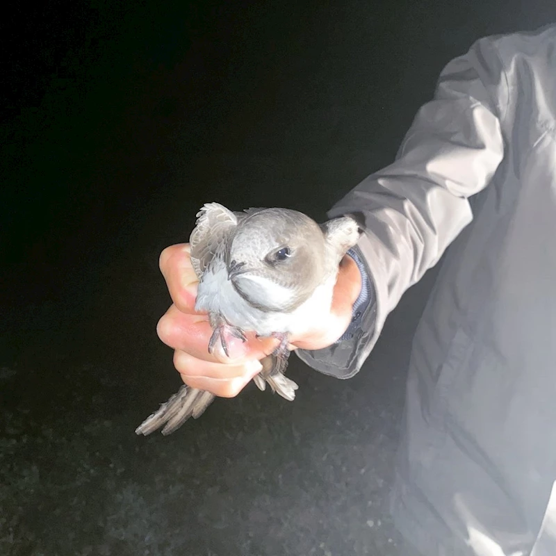Kastamonu’da tedavileri tamamlanan doğan ve martı doğaya salındı
