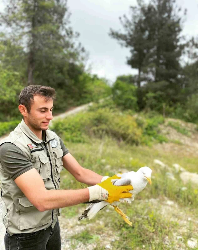 Kastamonu’da tedavileri tamamlanan doğan ve martı doğaya salındı
