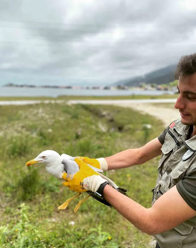 Kastamonu’da tedavileri tamamlanan doğan ve martı doğaya salındı
