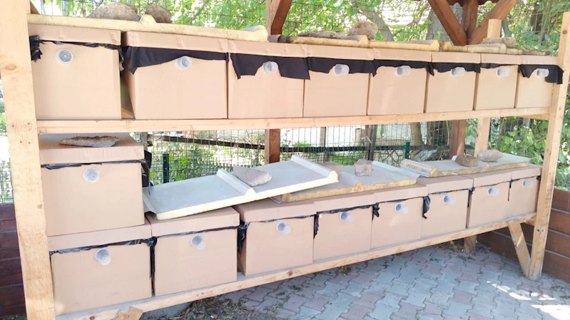 Karadeniz’de kestanede verimini düşüren gal arılarına karşı biyolojik mücadele sürüyor
